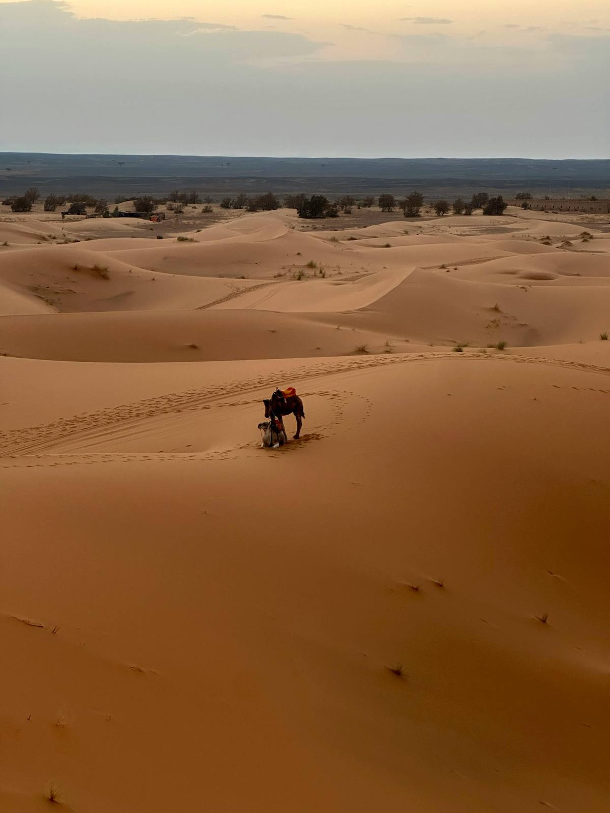 Camps de Luxe Merzouga Sahara
